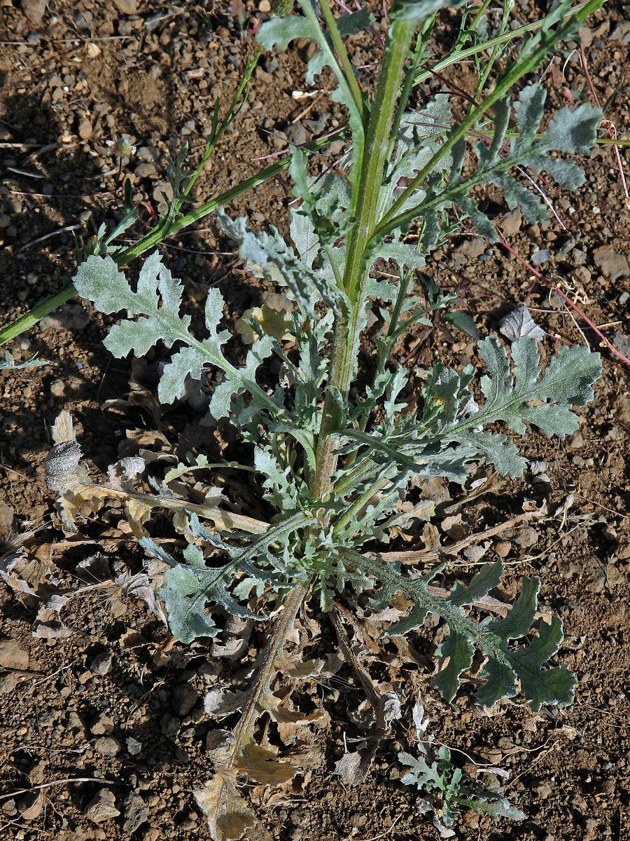 Volutaria tubiflora Sennen