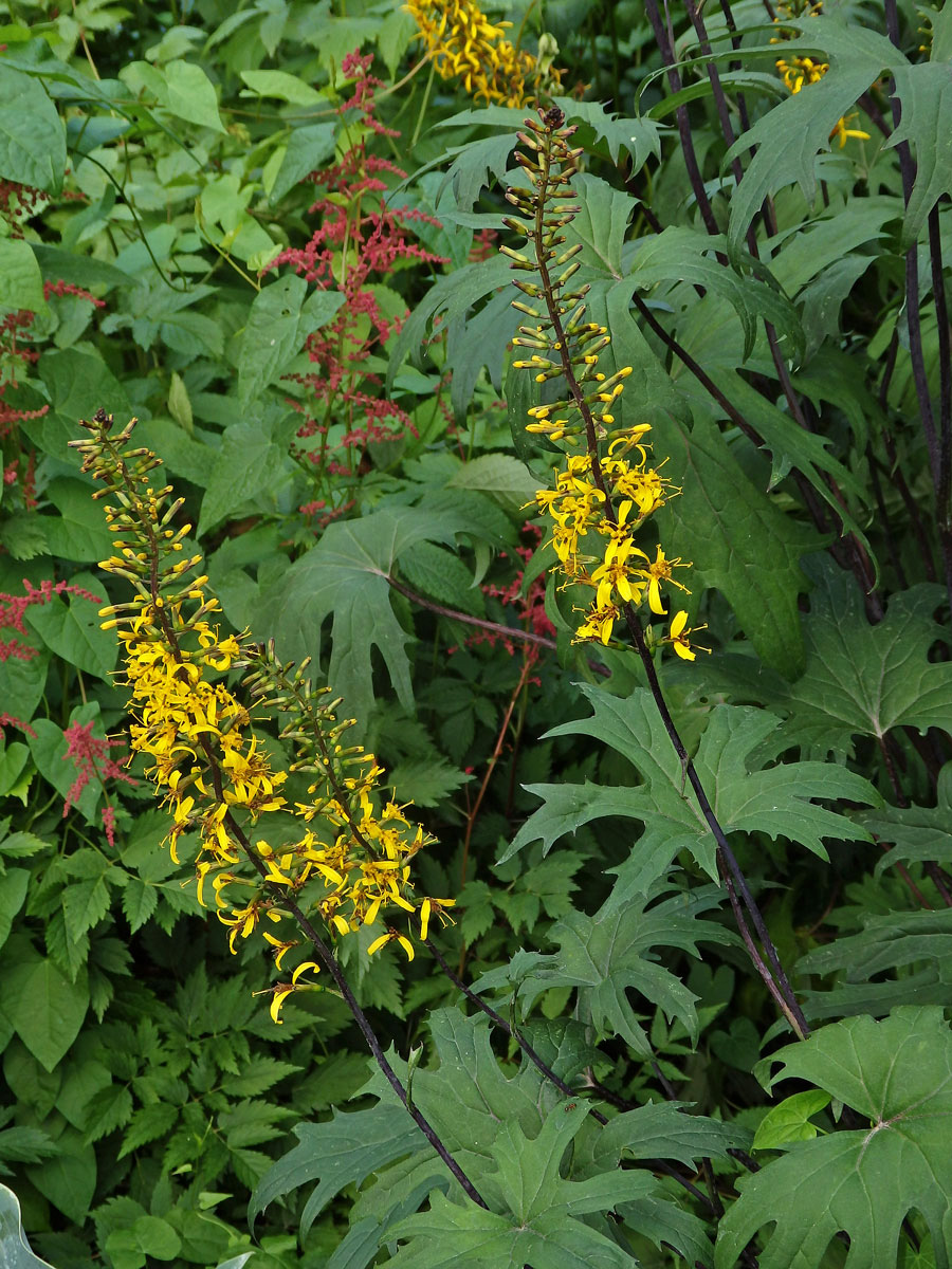 Popelivka Převalského (Ligularia przewalskii (Maxim.) Diels)