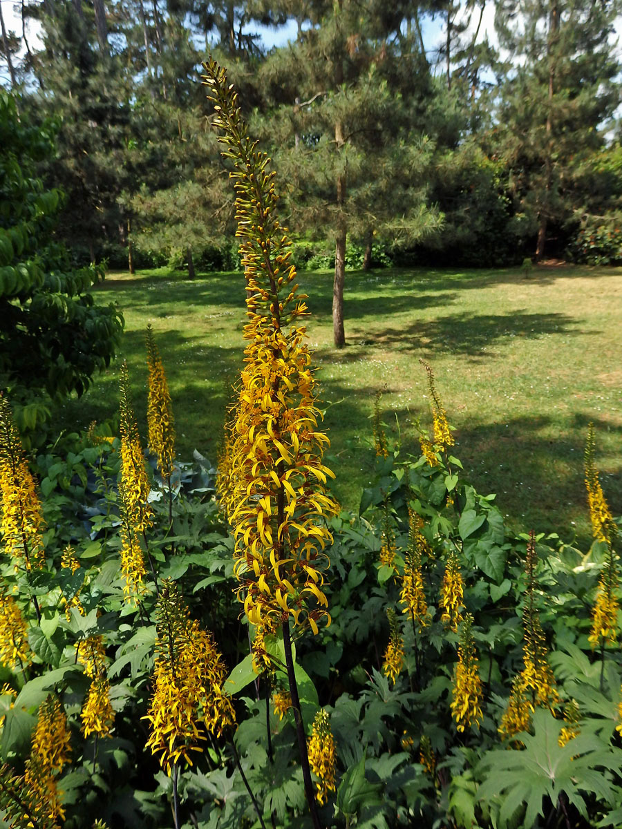 Popelivka Převalského (Ligularia przewalskii (Maxim.) Diels)