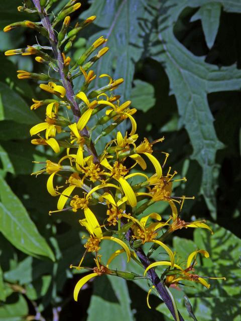 Popelivka Převalského (Ligularia przewalskii (Maxim.) Diels)