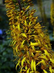 Popelivka Převalského (Ligularia przewalskii (Maxim.) Diels)