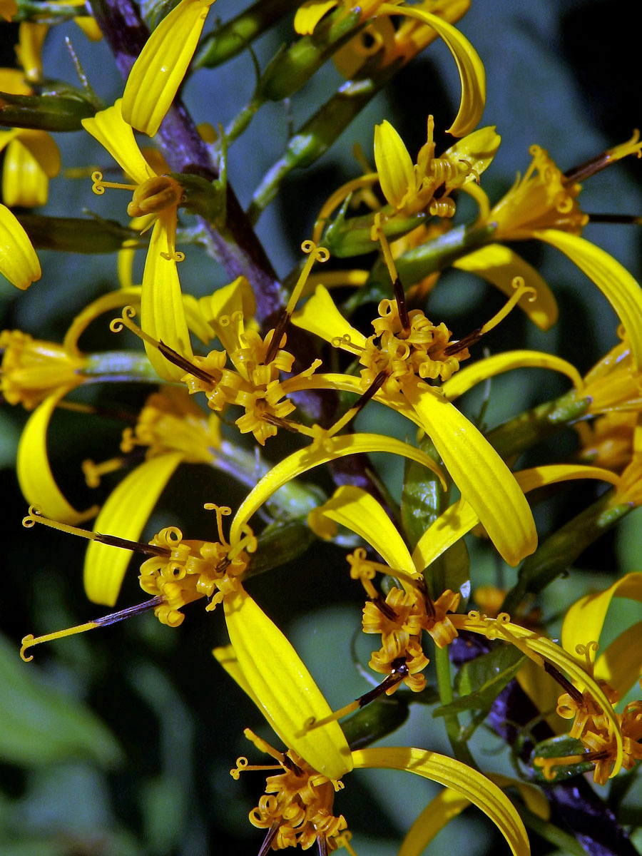 Popelivka Převalského (Ligularia przewalskii (Maxim.) Diels)