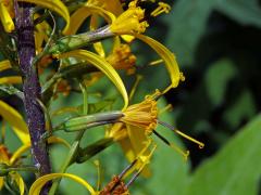 Popelivka Převalského (Ligularia przewalskii (Maxim.) Diels)