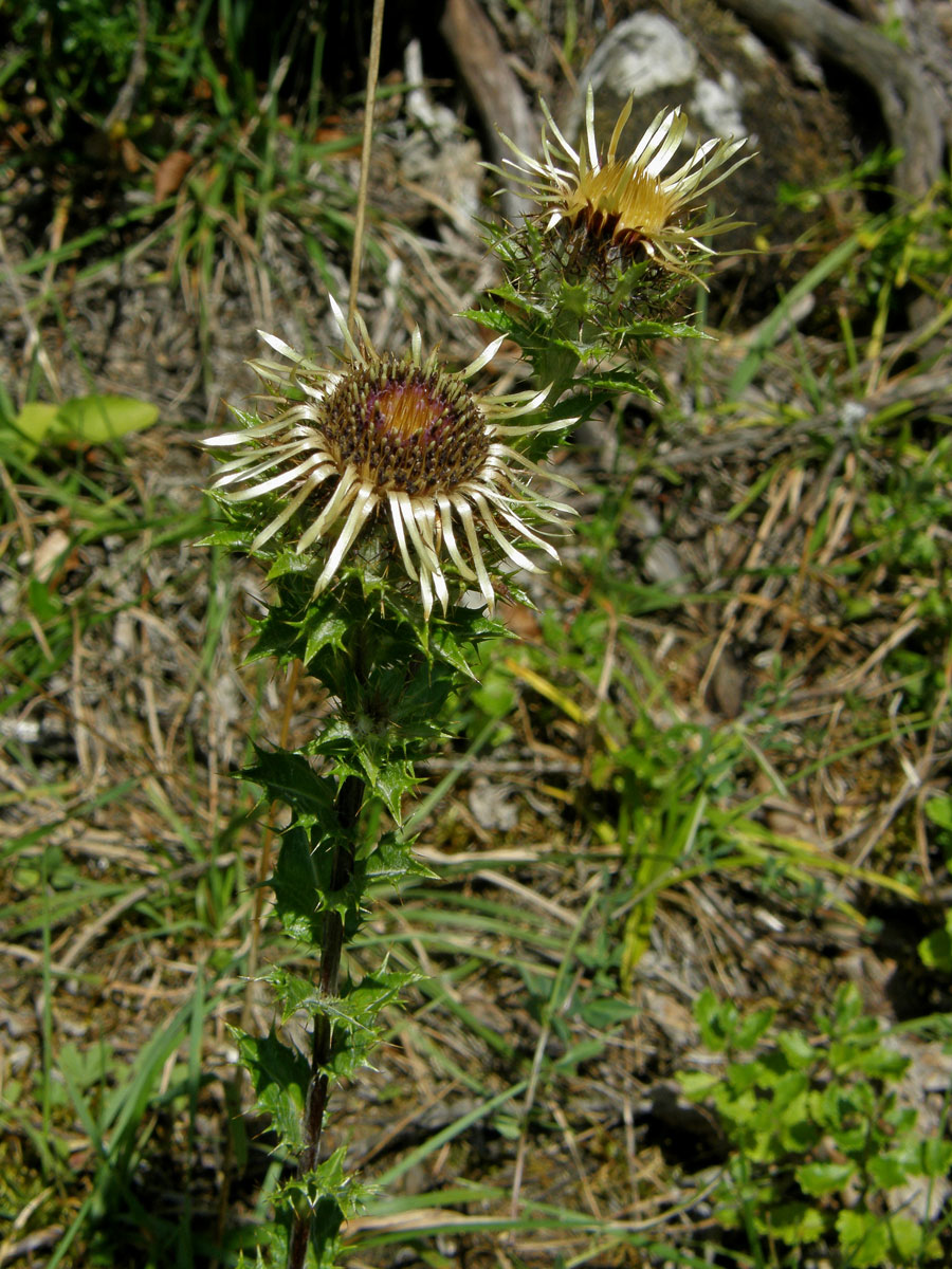 Pupava obecná (Carlina vulgaris L.)