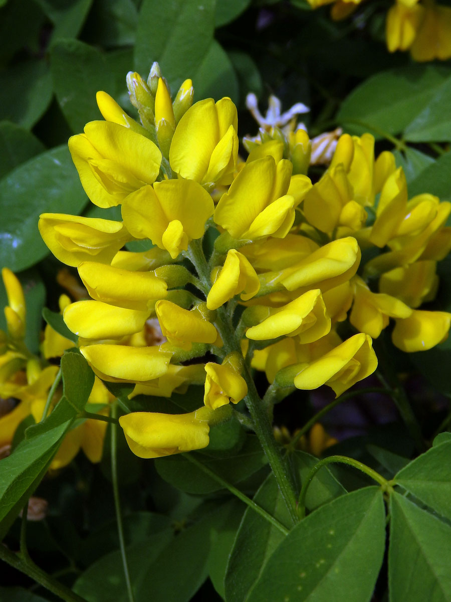 Peterovka dalmátská (Petteria ramentacea (Sieb.) K. B. Presl)