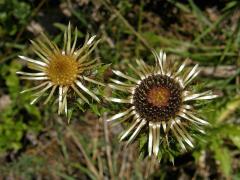 Pupava obecná (Carlina vulgaris L.)