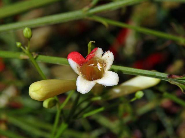 Russelia equisetiformis Schlecht. & Cham., dvoubarevné květy