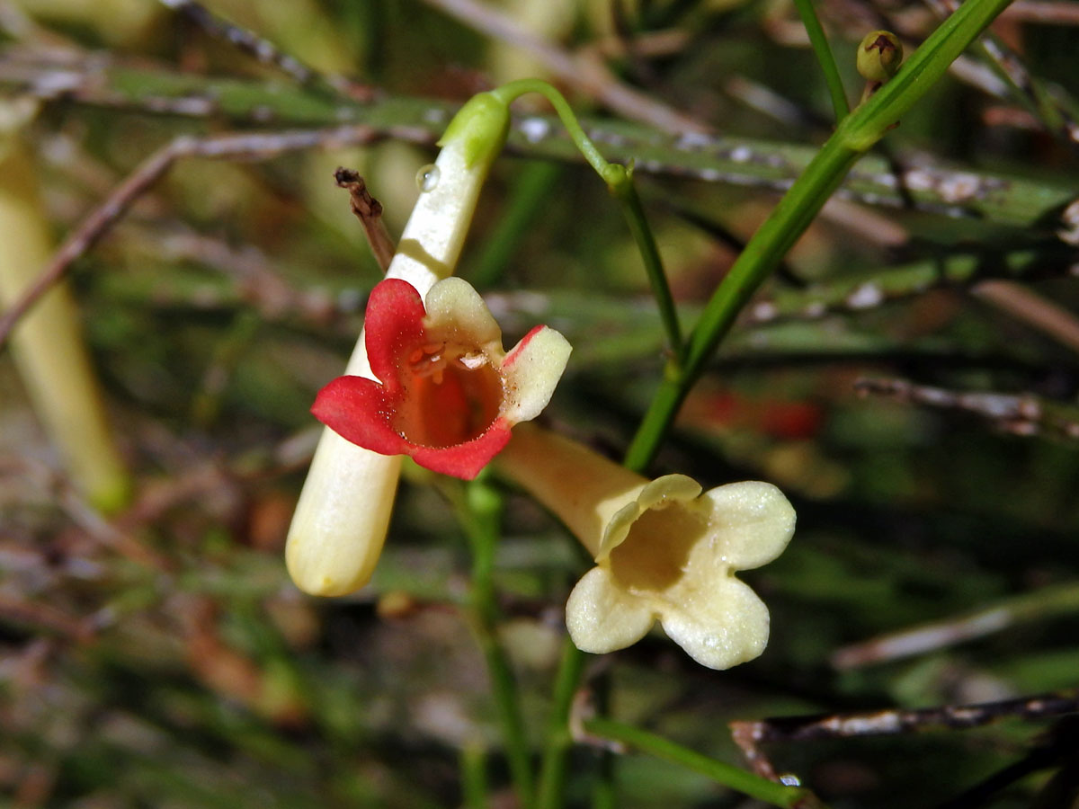 Russelia equisetiformis Schlecht. & Cham., dvoubarevné květy