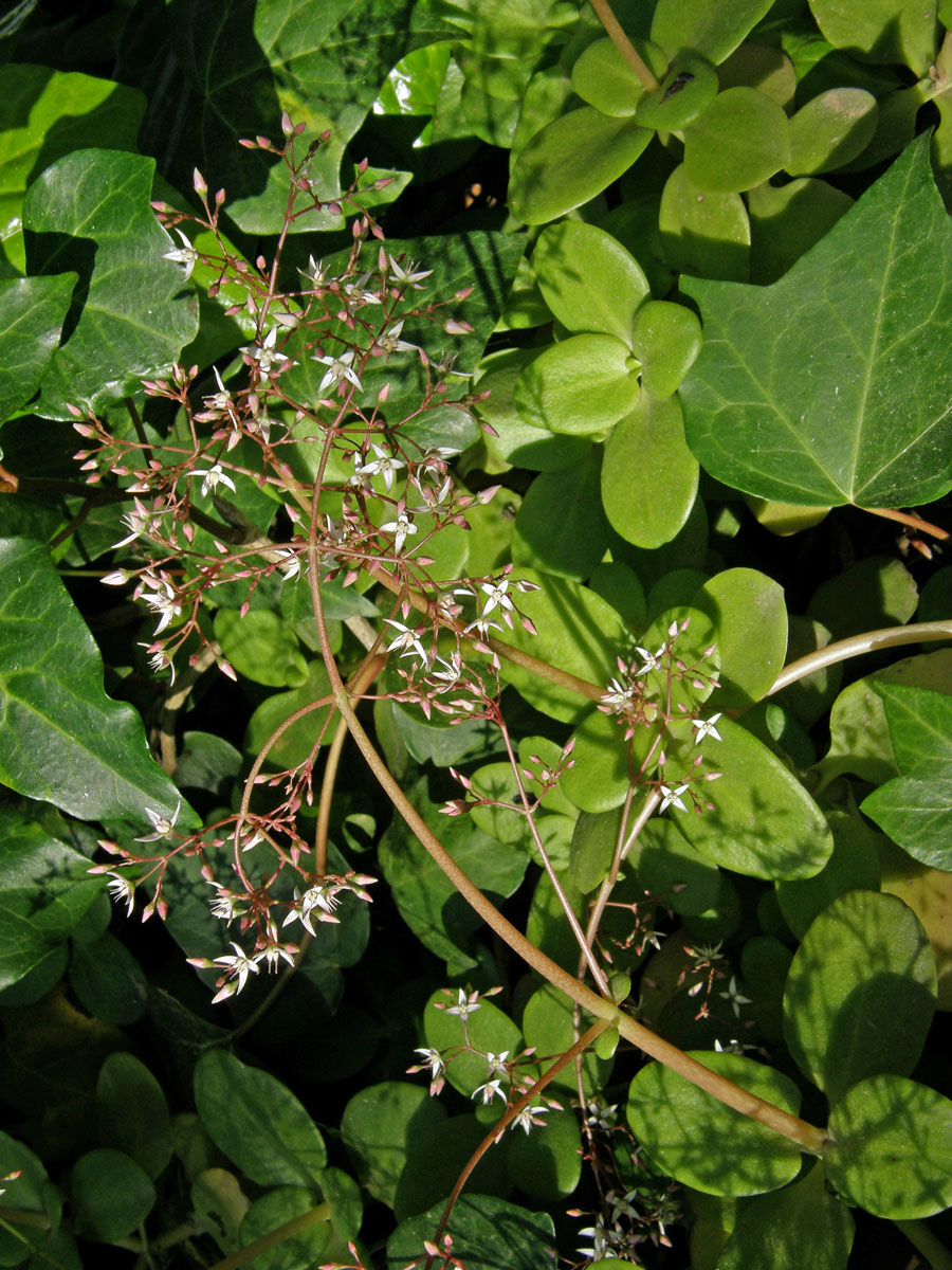 Tlustice (Crassula multicava Lem.)