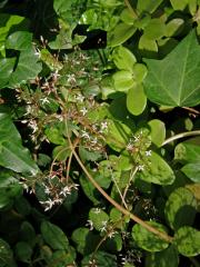 Tlustice (Crassula multicava Lem.)