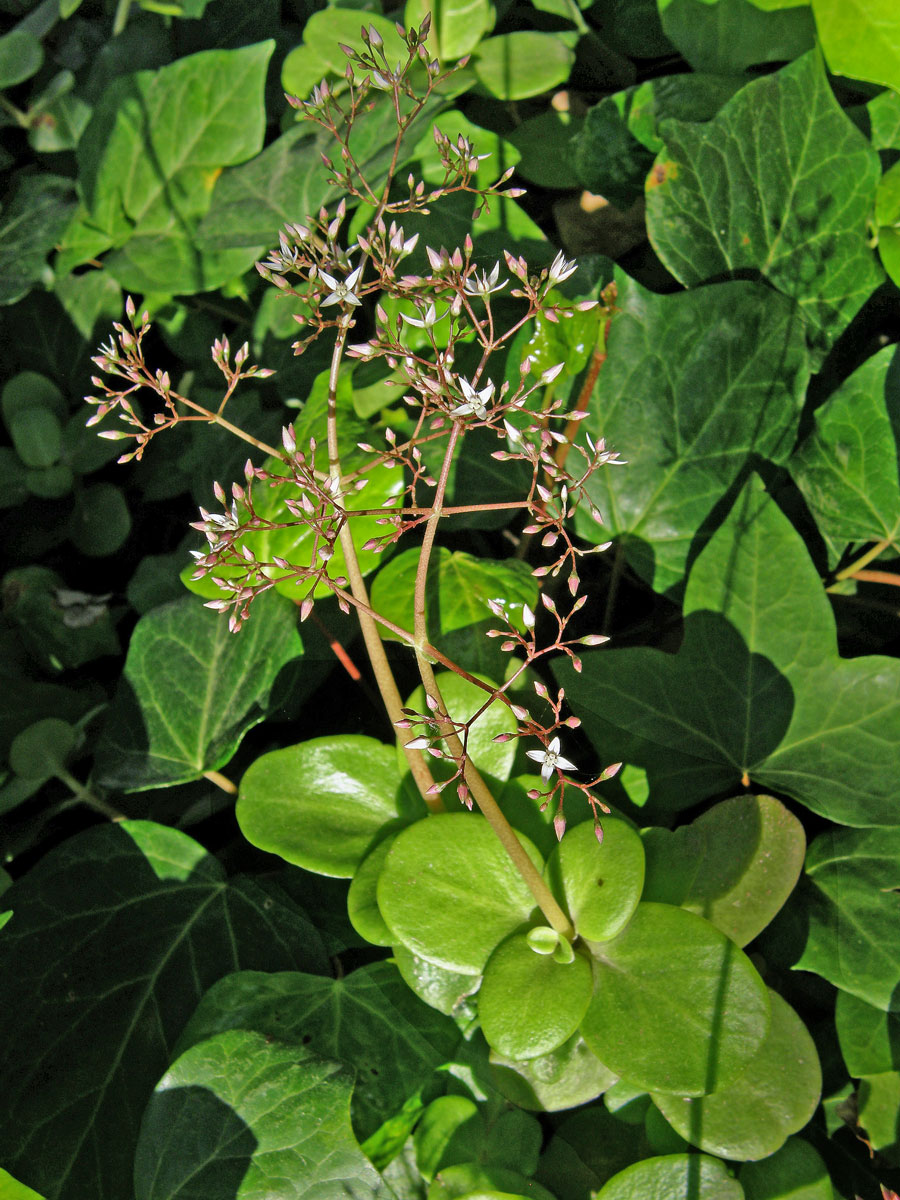 Tlustice (Crassula multicava Lem.)