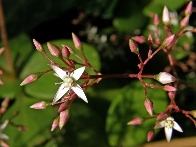 Tlustice (Crassula multicava Lem.)