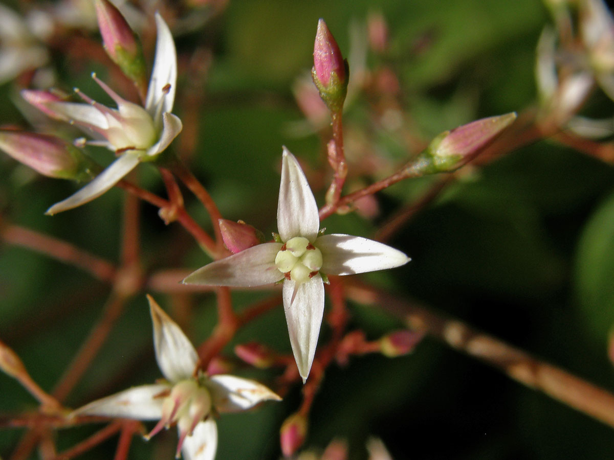 Tlustice (Crassula multicava Lem.)