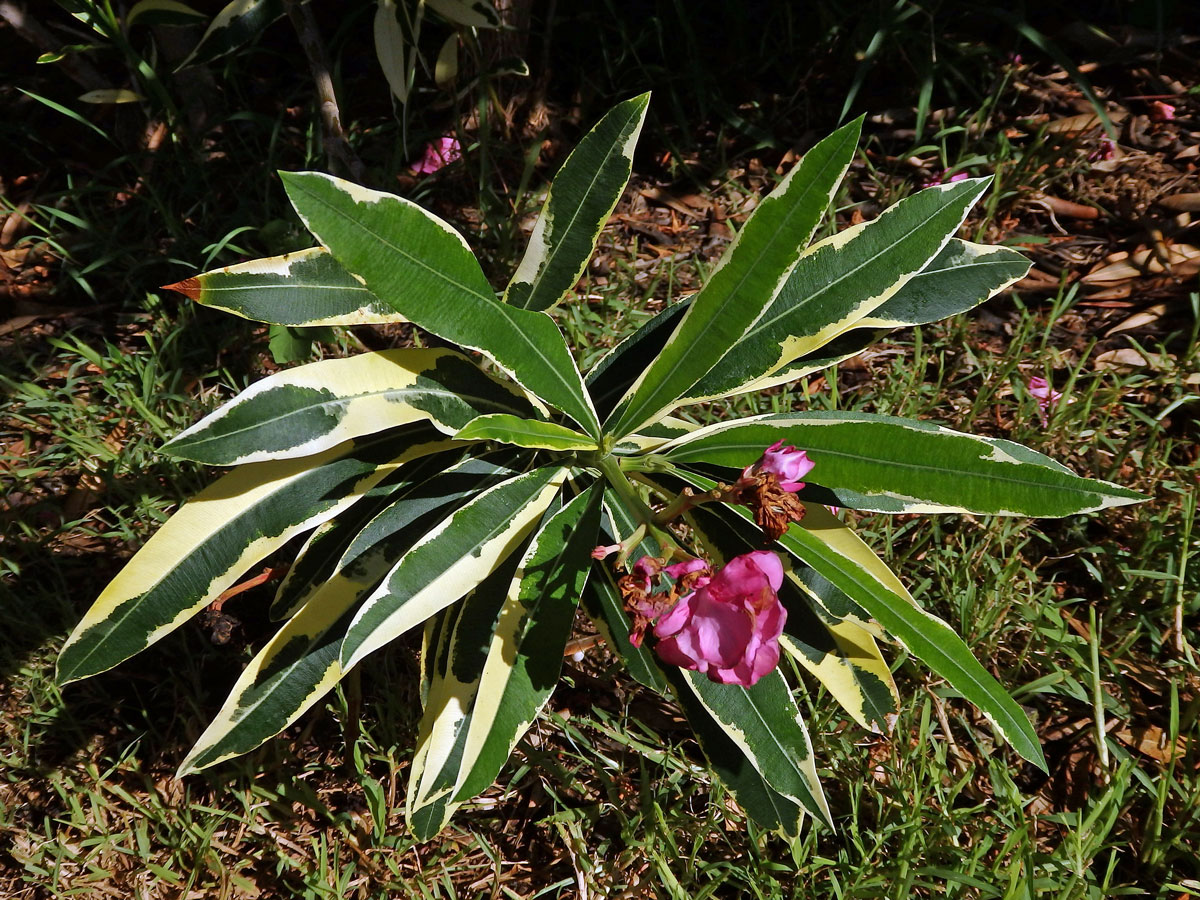 Oleandr obecný (Nerium oleander L.) (3a), keř s částečným chyběním chlorofylu