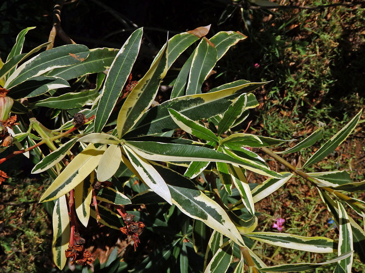 Oleandr obecný (Nerium oleander L.) (3b), keř s částečným chyběním chlorofylu