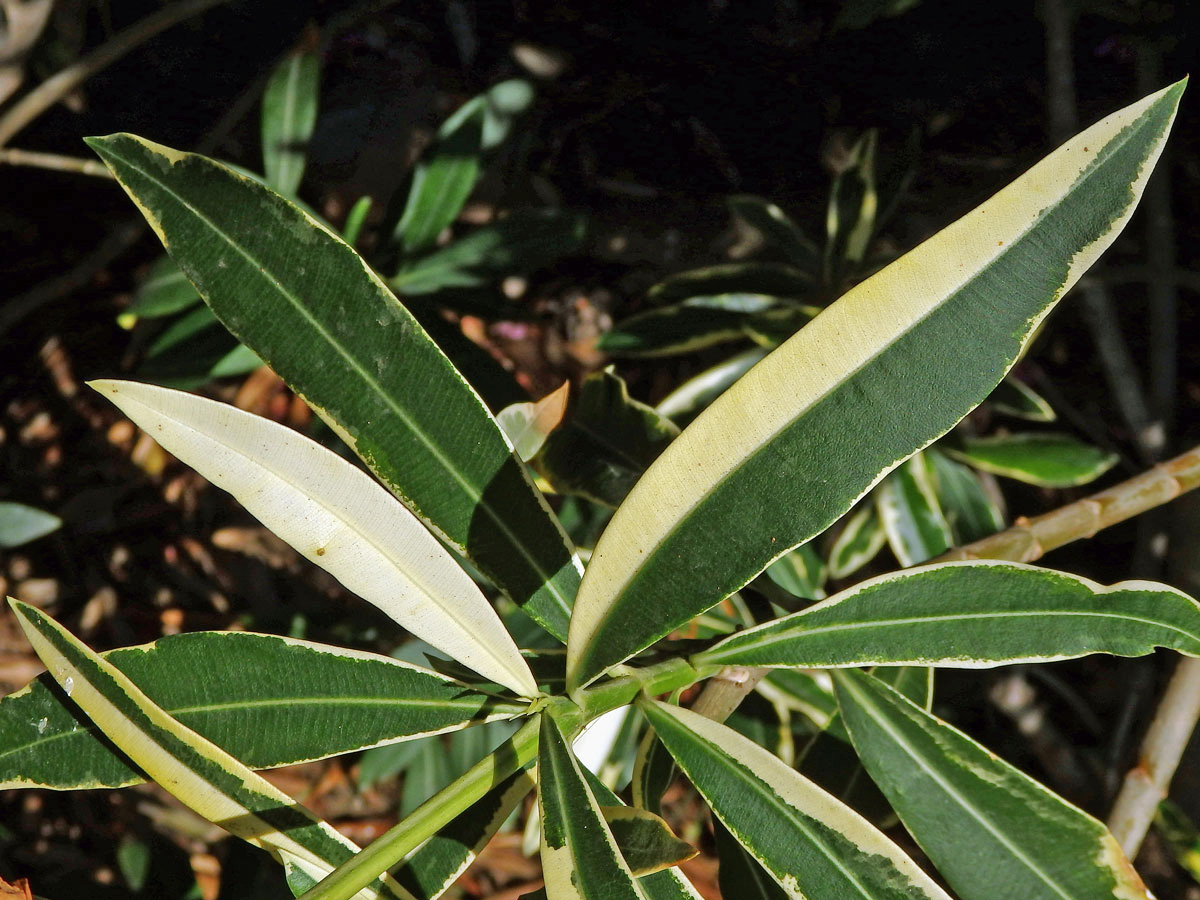 Oleandr obecný (Nerium oleander L.) (3c), keř s částečným chyběním chlorofylu