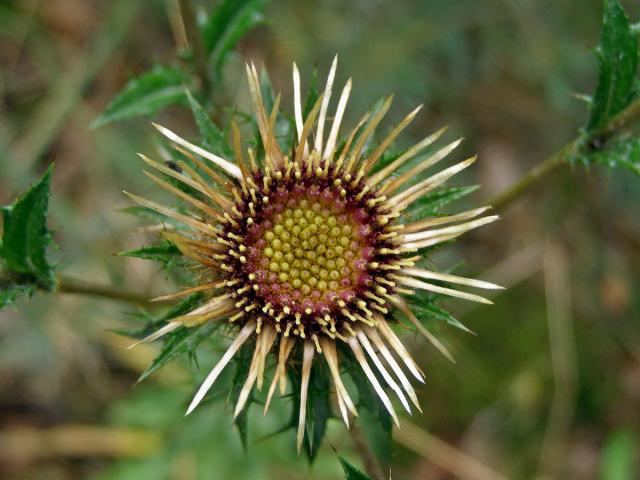 Pupava obecná (Carlina vulgaris L.)