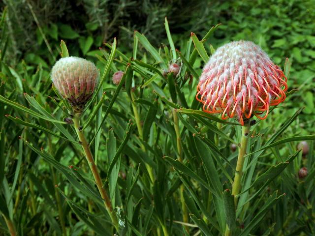 Leucospermum gerrardii Stapf