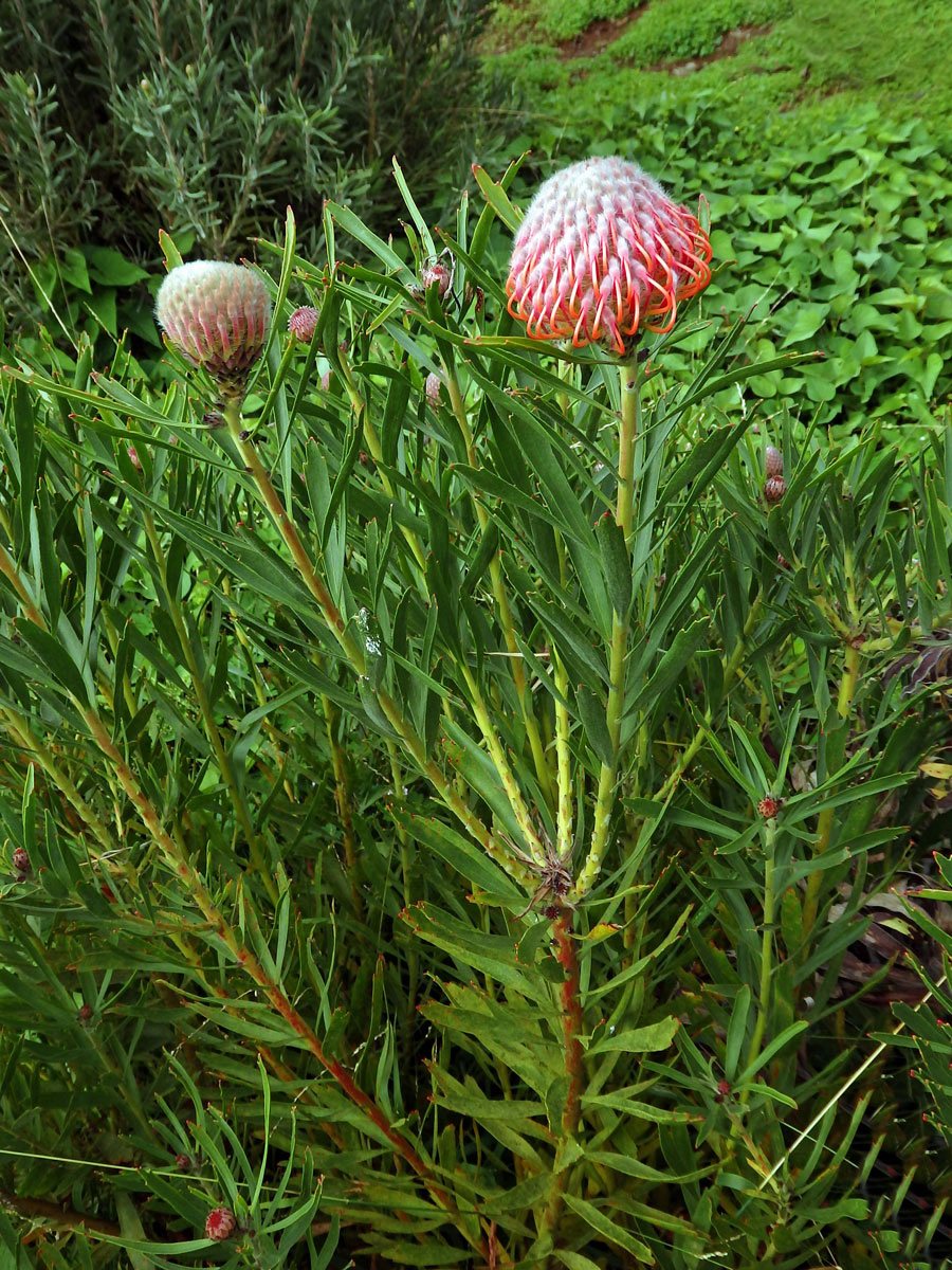 Leucospermum gerrardii Stapf