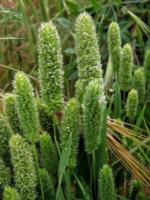 Smělka hřebenitá (Rostraria cristata (L.) Tzvelev)