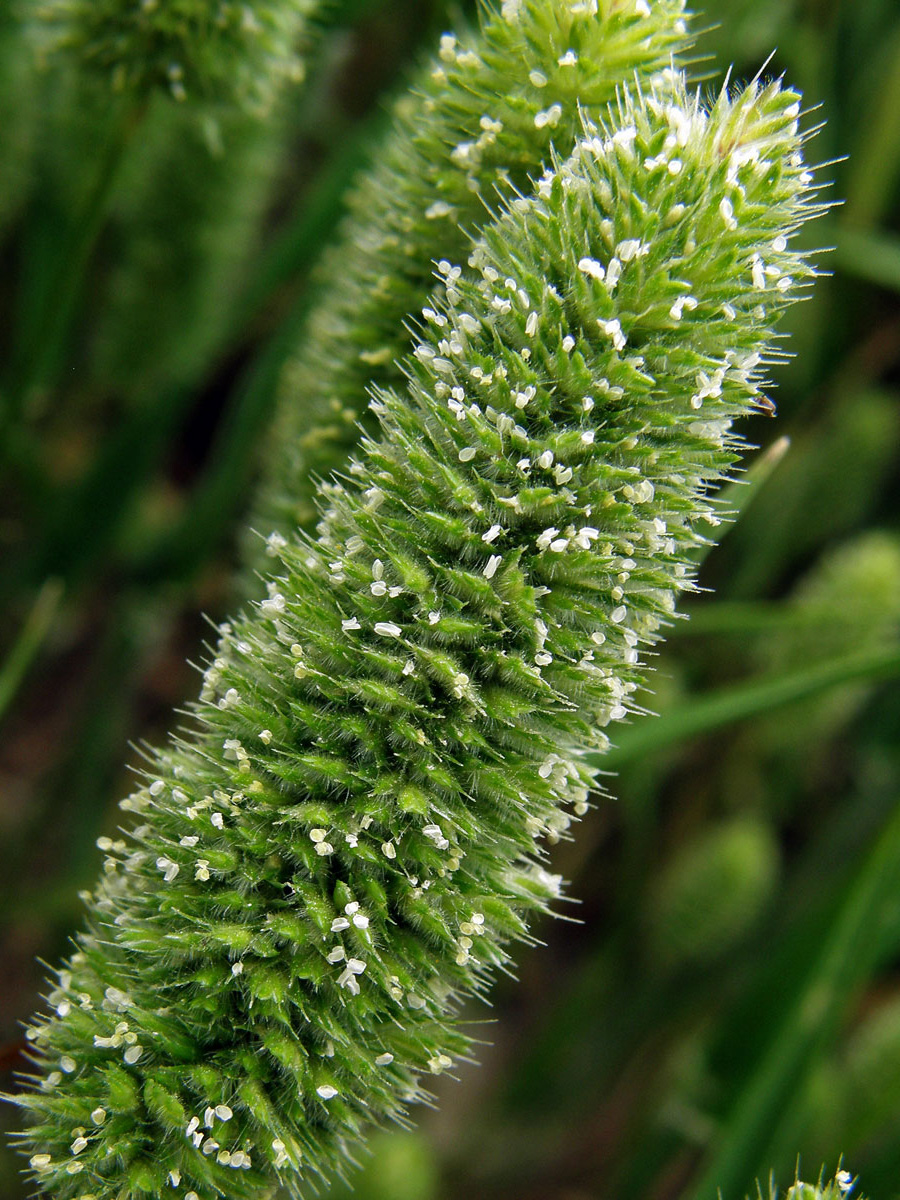 Smělka hřebenitá (Rostraria cristata (L.) Tzvelev)