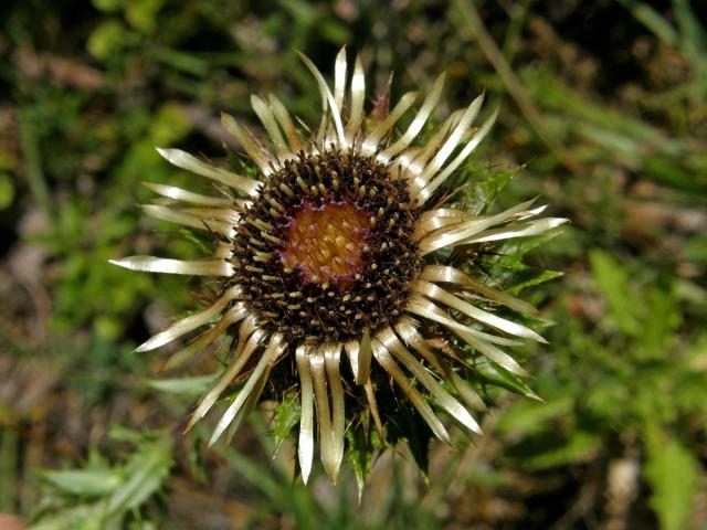 Pupava obecná (Carlina vulgaris L.)