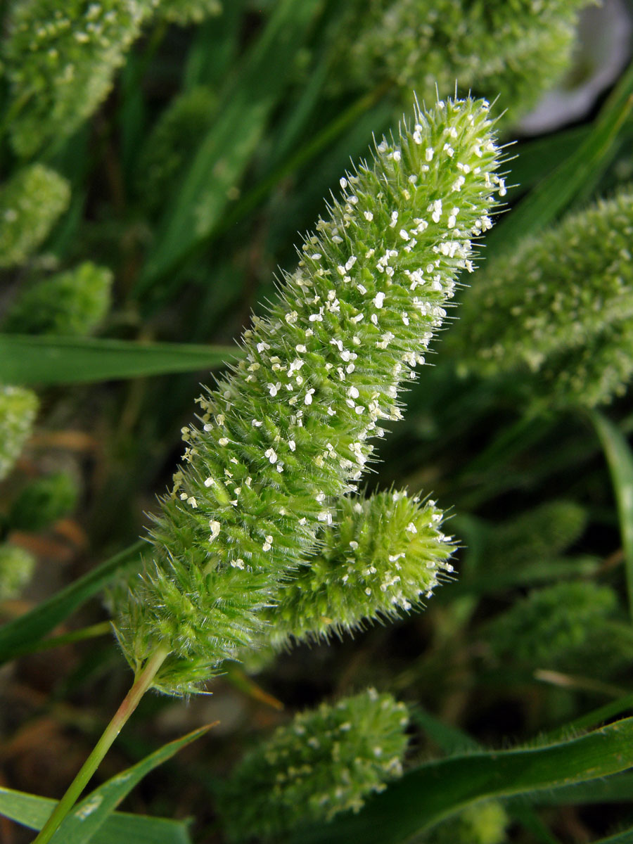 Smělka hřebenitá (Rostraria cristata (L.) Tzvelev)