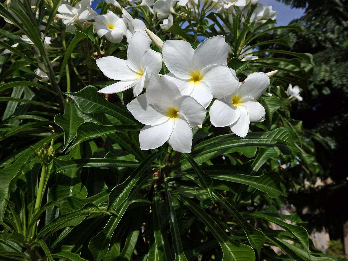 Plumérie (Plumeria pudica Jacq.)