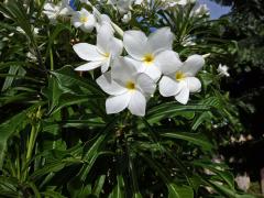 Plumérie (Plumeria pudica Jacq.)  