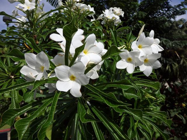 Plumérie (Plumeria pudica Jacq.)