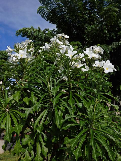 Plumérie (Plumeria pudica Jacq.)