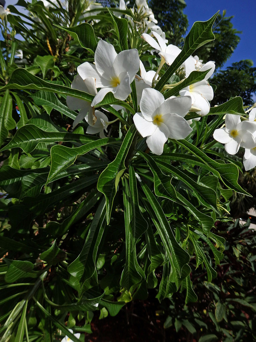 Plumérie (Plumeria pudica Jacq.)