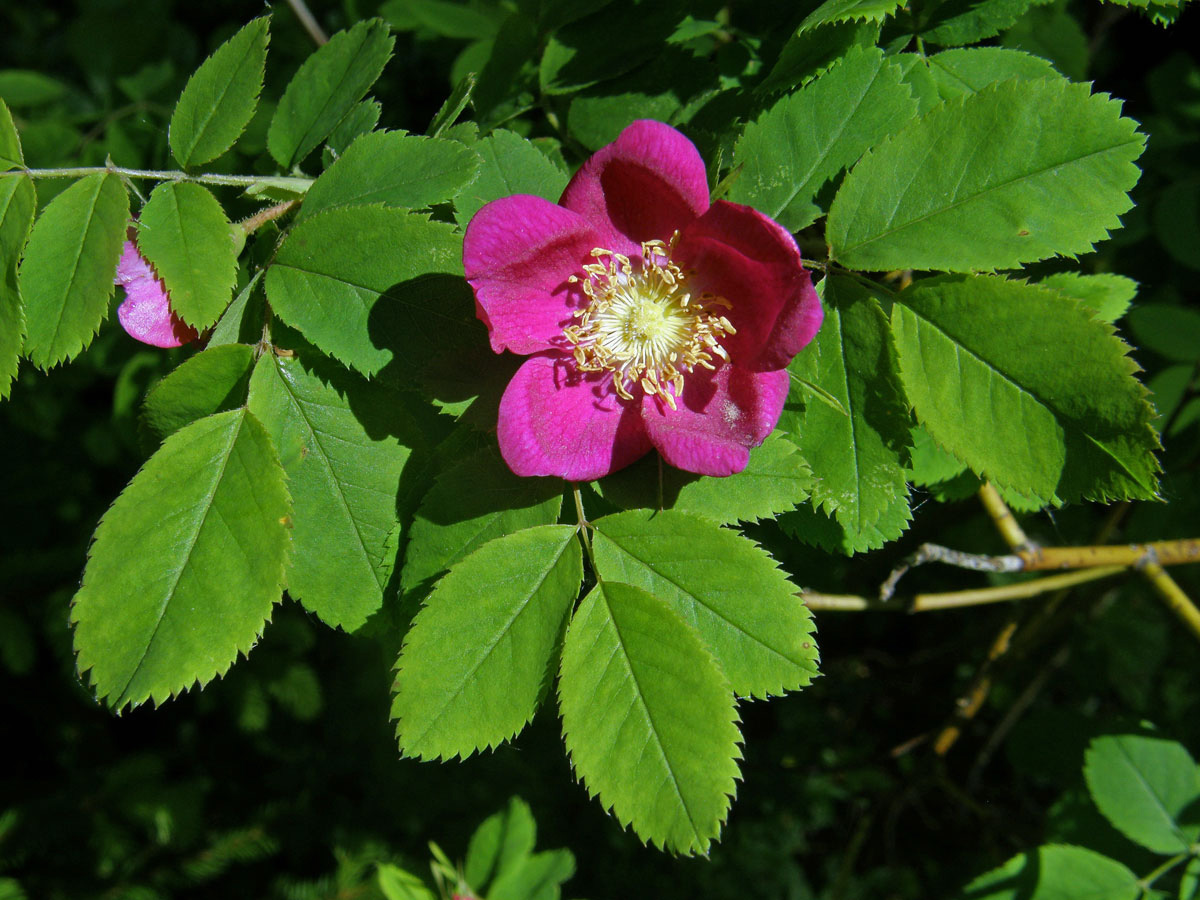 Růže převislá (Rosa pendulina L.)