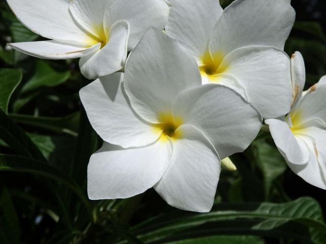 Plumérie (Plumeria pudica Jacq.)