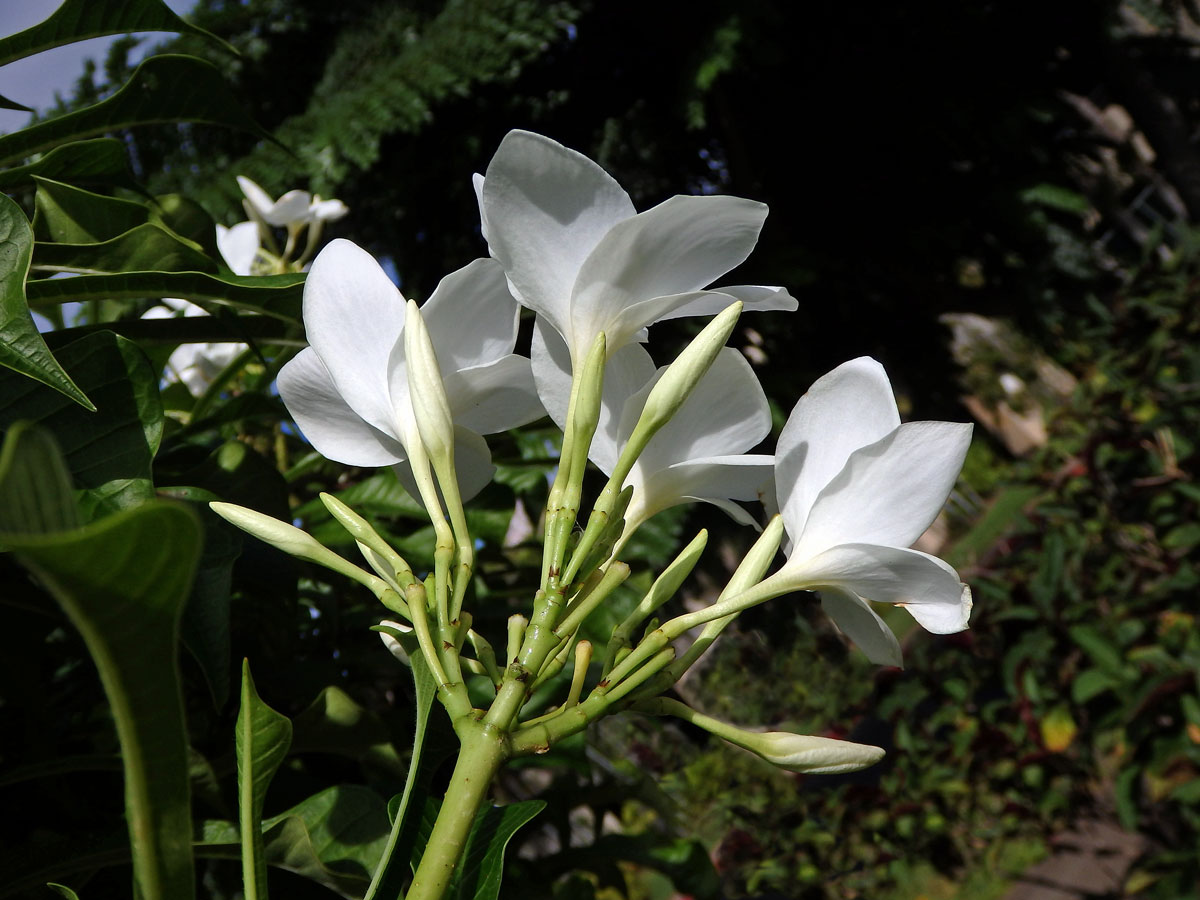 Plumérie (Plumeria pudica Jacq.)