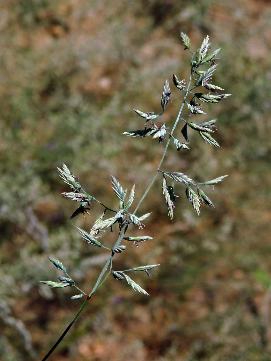 Kostřava písečná (Festuca psamophila Hack.)