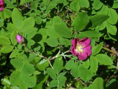 Růže převislá (Rosa pendulina L.)