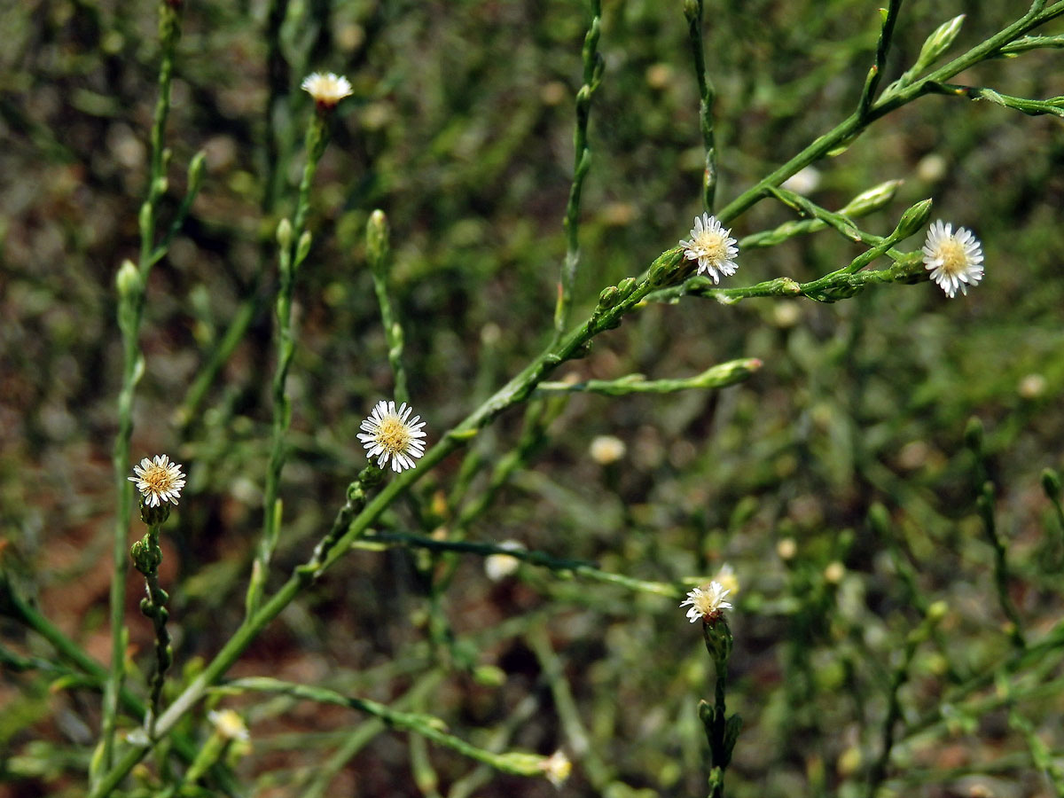 Astřička (Symphyotrichum squamatum (Spreng.) G. L. Nesom)