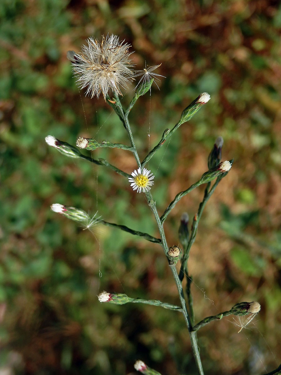 Astřička (Symphyotrichum squamatum (Spreng.) G. L. Nesom)