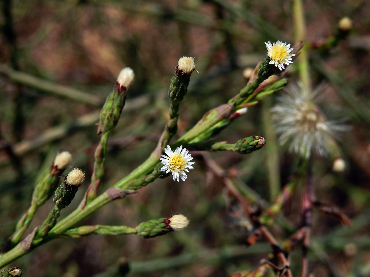 Astřička (Symphyotrichum squamatum (Spreng.) G. L. Nesom)