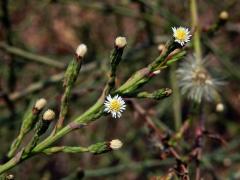 Astřička (Symphyotrichum squamatum (Spreng.) G. L. Nesom)