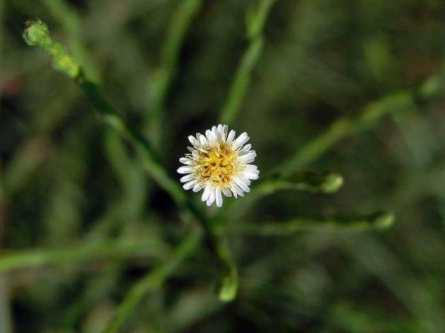 Astřička (Symphyotrichum squamatum (Spreng.) G. L. Nesom)