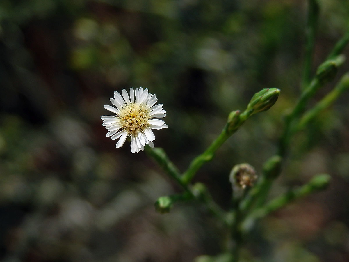 Astřička (Symphyotrichum squamatum (Spreng.) G. L. Nesom)