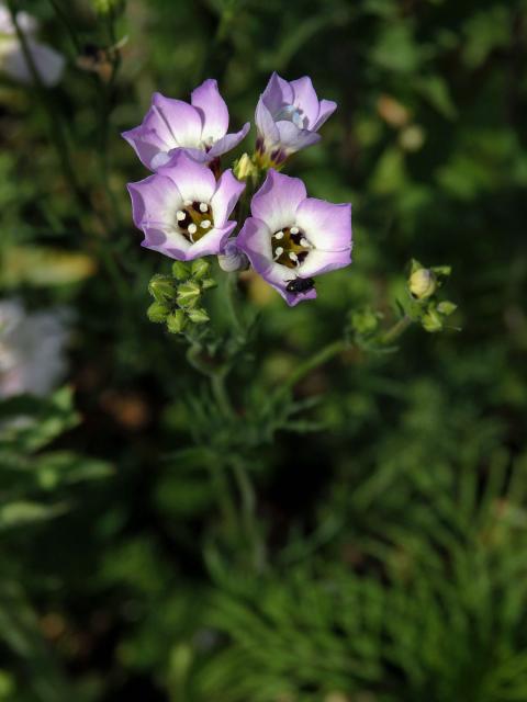 Proměnka trojbarvá (Gilia tricolor Benth.)