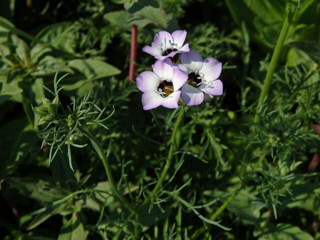 Proměnka trojbarvá (Gilia tricolor Benth.)