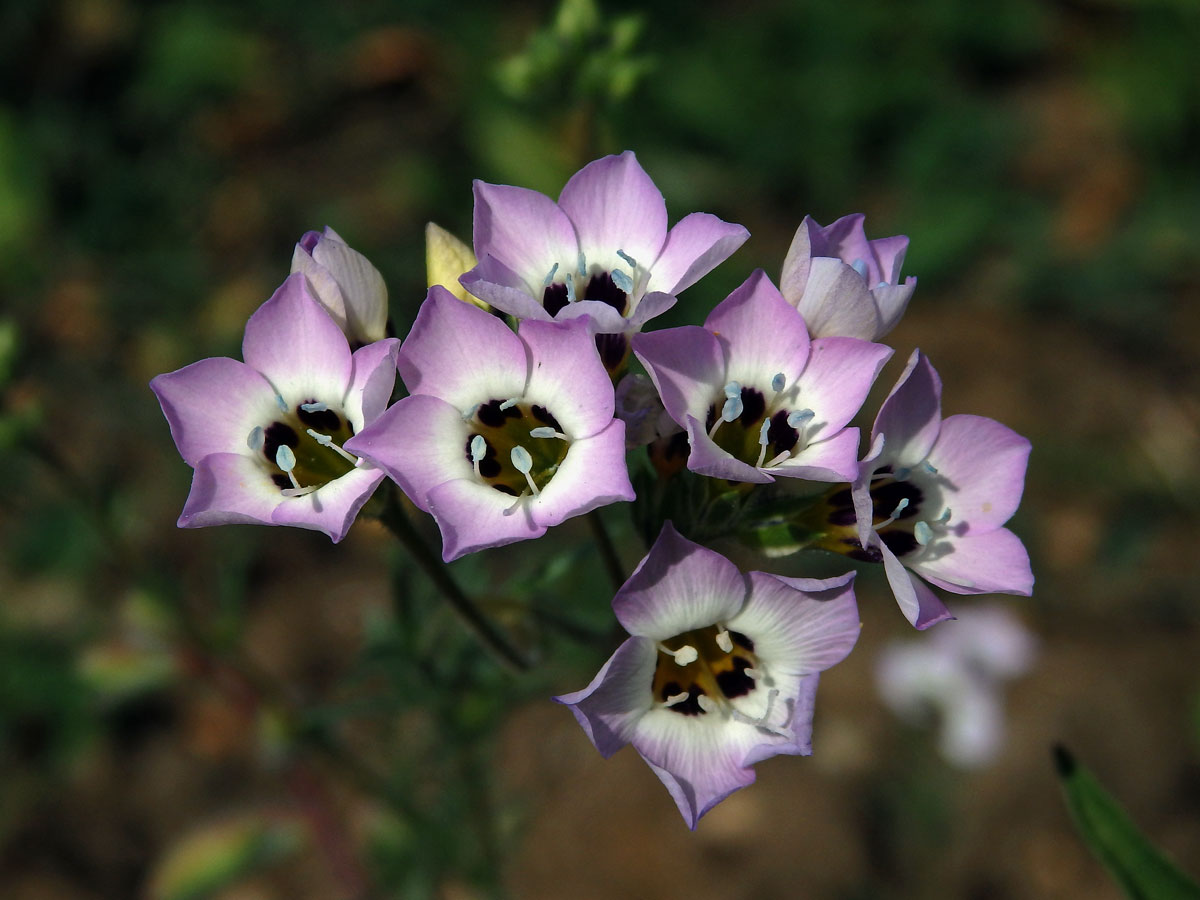 Proměnka trojbarvá (Gilia tricolor Benth.)