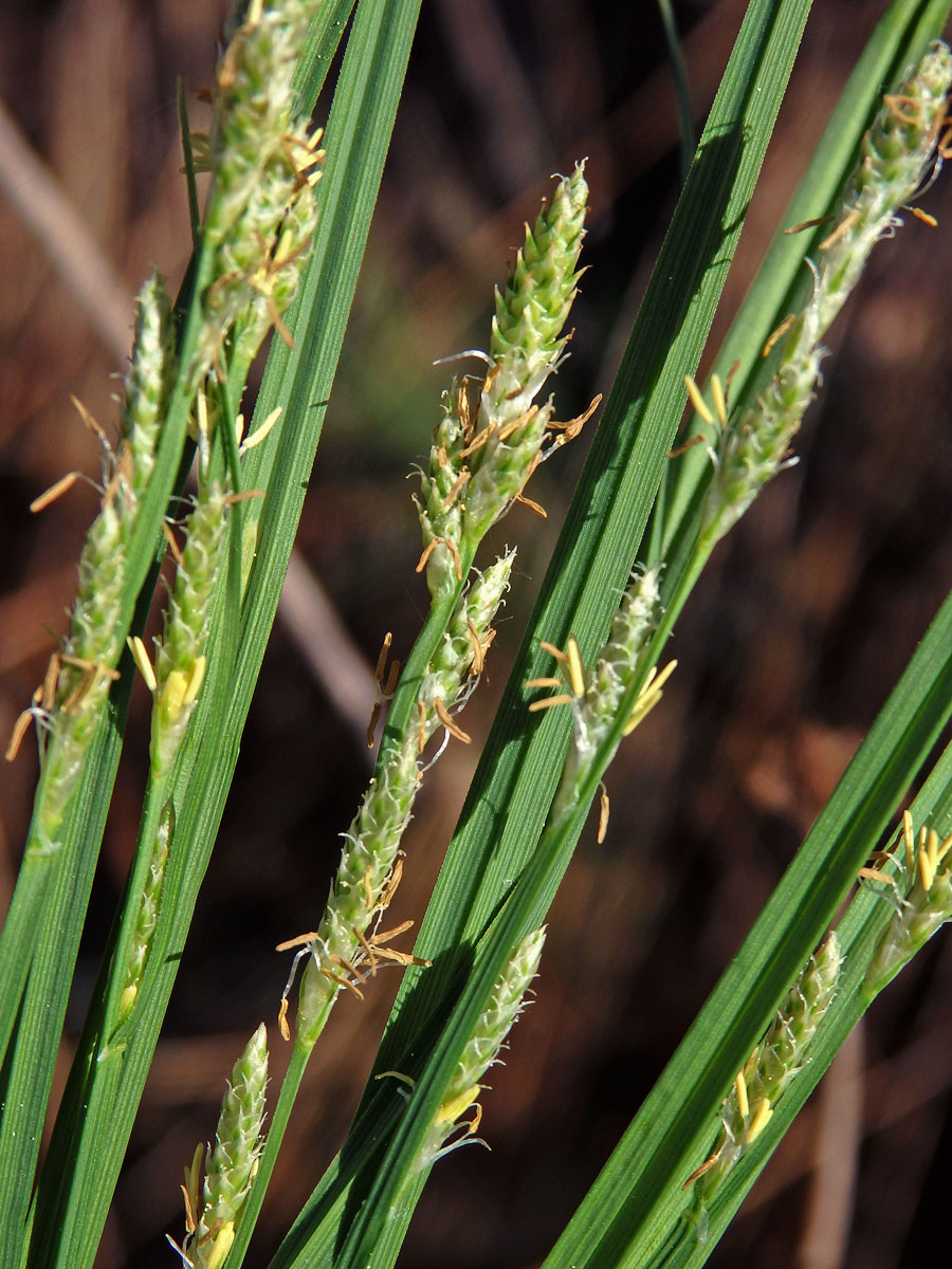 Ostřice šedavá (Carex canescens L.)