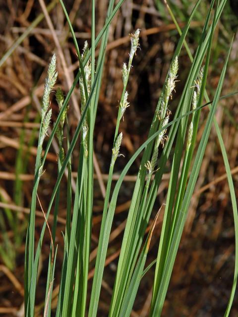 Ostřice šedavá (Carex canescens L.)