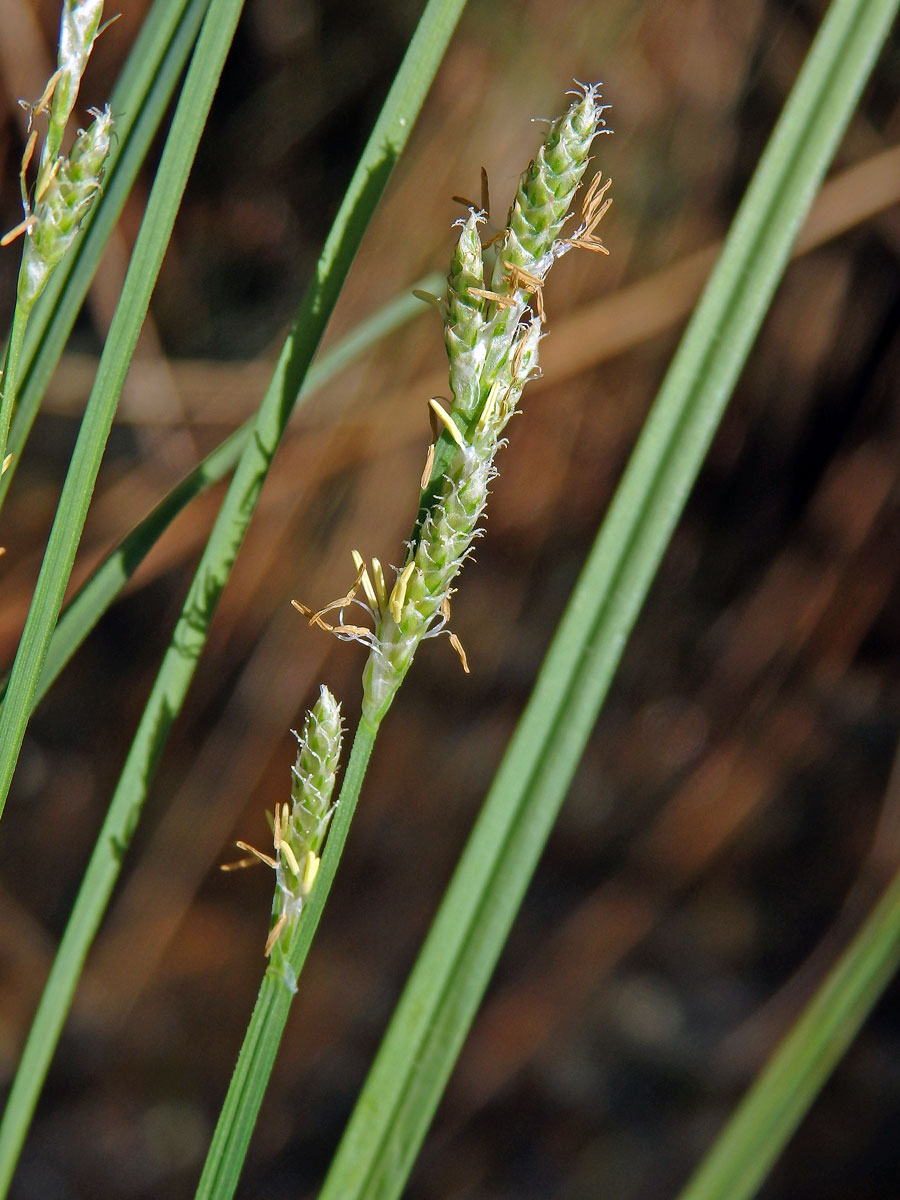 Ostřice šedavá (Carex canescens L.)