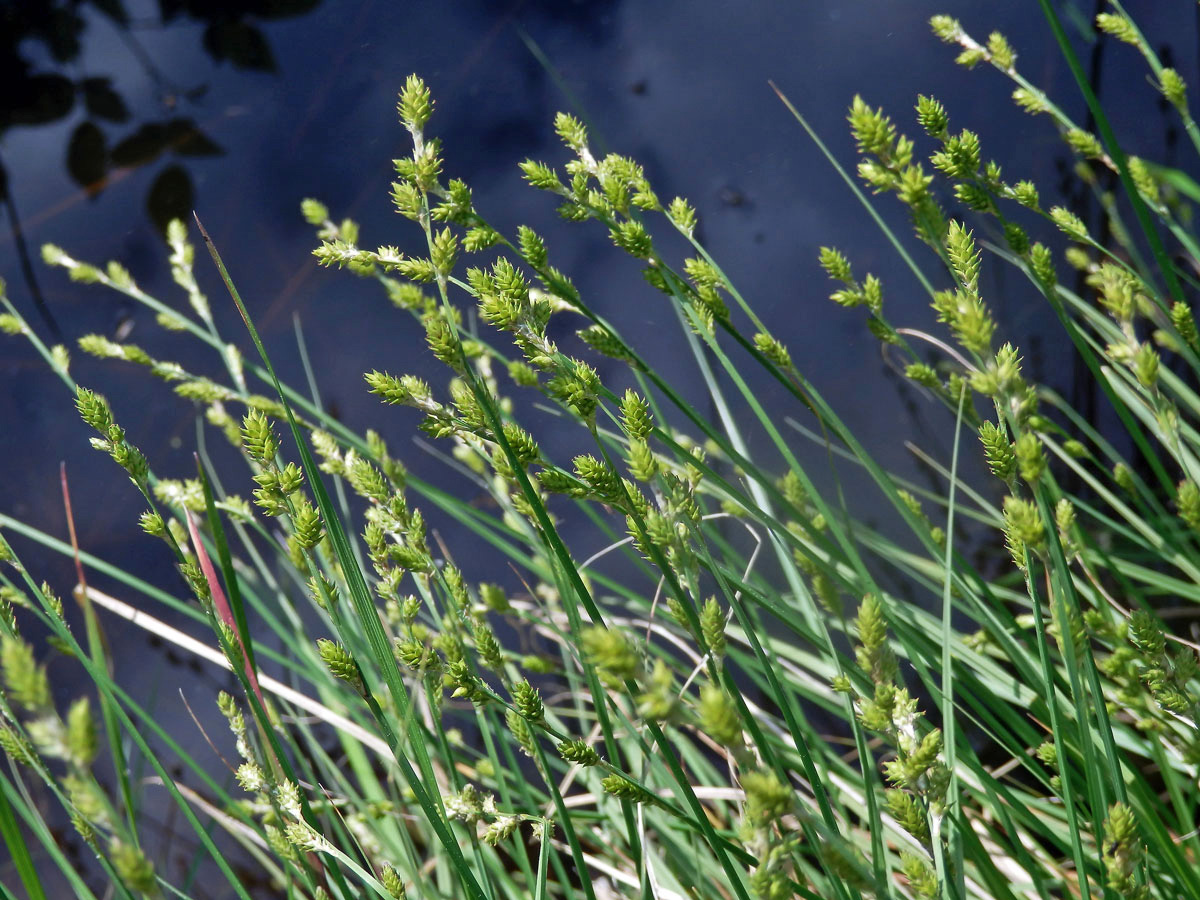 Ostřice šedavá (Carex canescens L.)